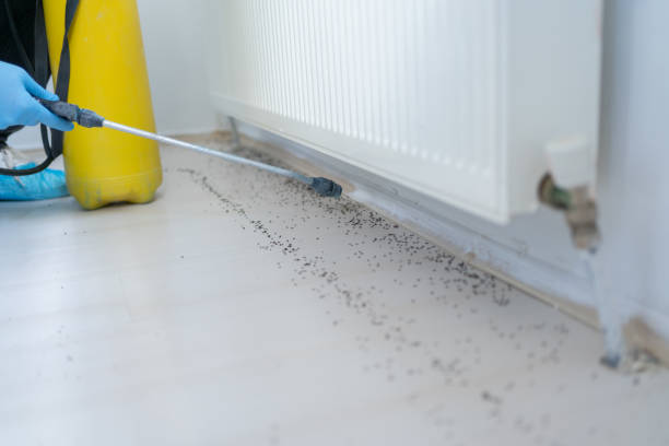 Wasp Removal Services in Shaw, MS
